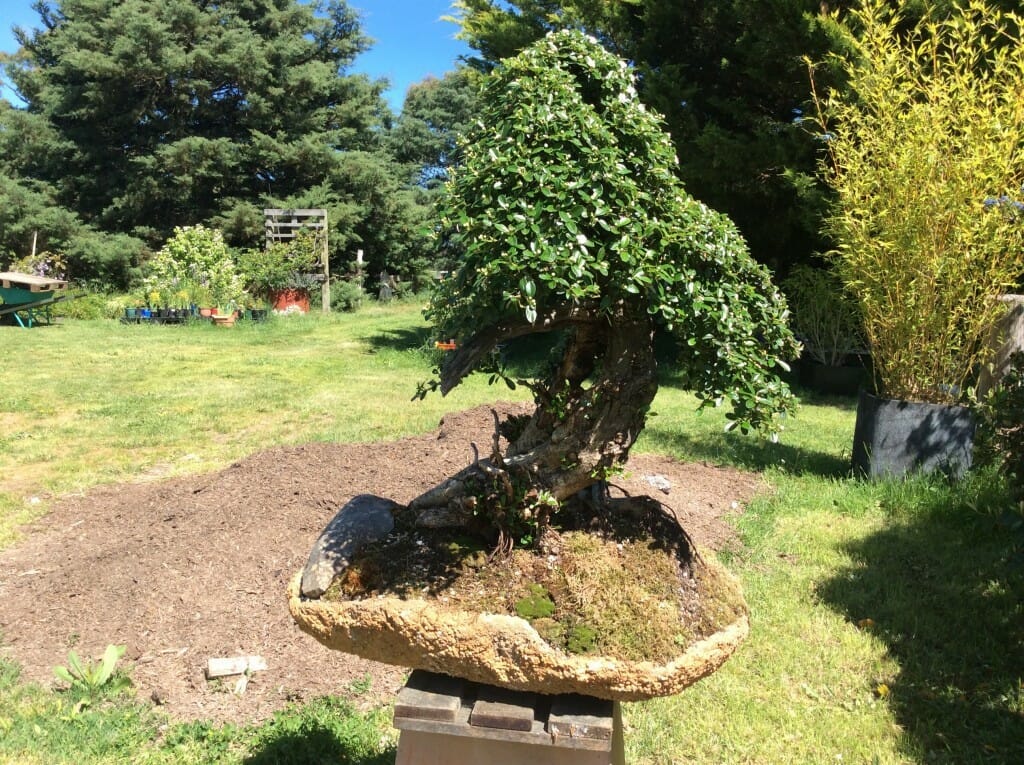 bonsai group