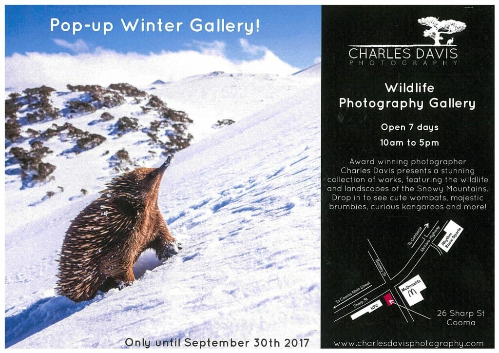 Wildlife Photography Charles Davis Exhibition Gallery
