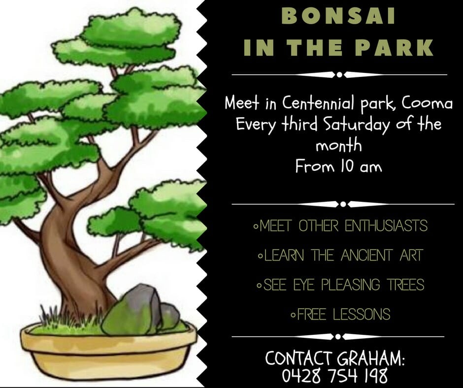 Bonsai in the Park Centennial Park Cooma