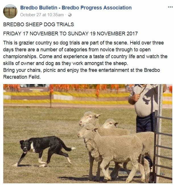 Monaro Championship Sheep Dog Trials – Bredbo Recreation Showground