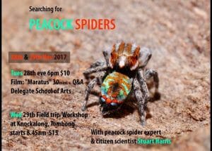 Maratus Peacock Spider Delegate Tombong Workshop Field Trip Screening